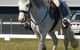 Concise Equestrian Centre - thumb 2