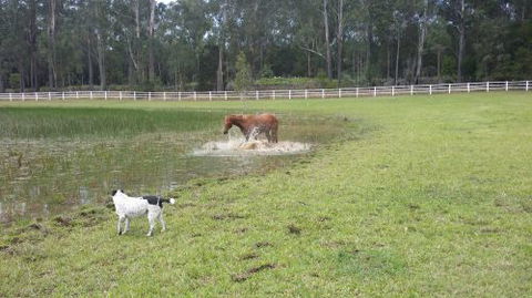 Arizona Horse Agistment Centre - Internet Find 2