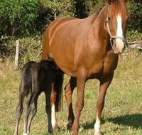 Spirit Lodge Equestrian Centre - Internet Find