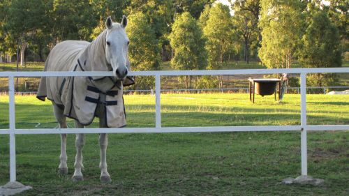 Roseneath QLD Internet Find