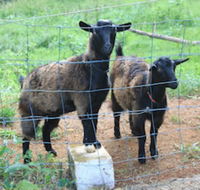 Alstonville Country Cottages - Internet Find