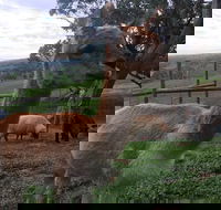 Morella Farm Stay - Internet Find