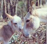 Donkey Tales Farm Cottages - Internet Find