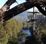 Tahune Air Walk Lodge - Internet Find