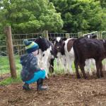 Manderley Park Farmstay B  B
