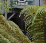The Wombat Cottage - Internet Find