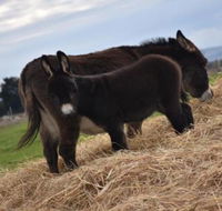 Malakai Farm Stay - Internet Find