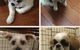 Doggie Barber - thumb 3