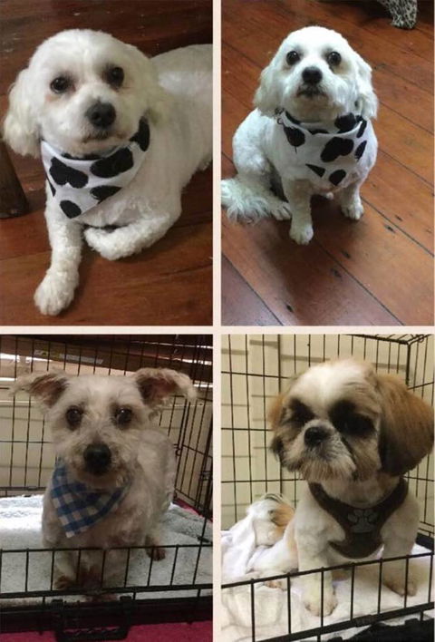 Doggie Barber - Internet Find 3