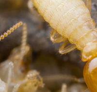 Suresafe Pest Management Pty Ltd - Internet Find