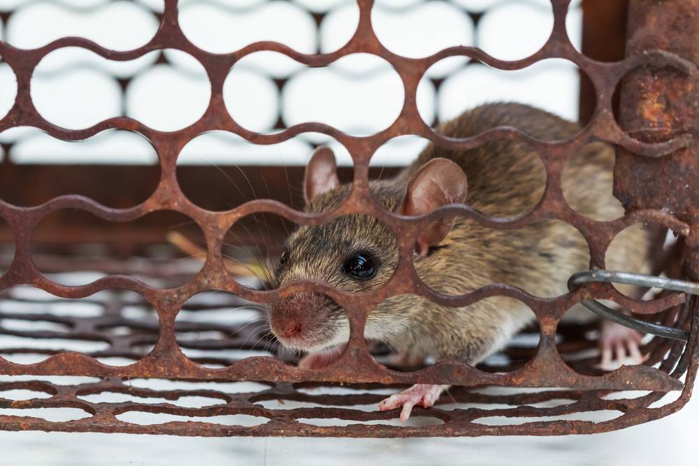 Pest Control Palmerston NT Internet Find