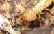 Flexible Termite Solutions - thumb 1