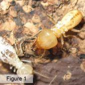Flexible Termite Solutions - Internet Find 1