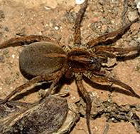 Cabans Pest Control - Internet Find