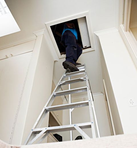 Active Pest Management - Internet Find 1