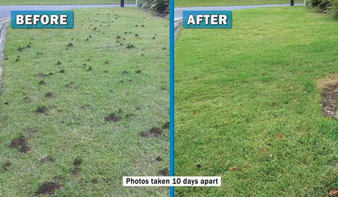 Active Pest Management - Internet Find 2