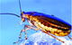 Active Pest Management - thumb 9