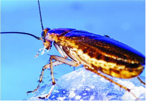 Active Pest Management - Internet Find 9