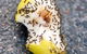Active Pest Management - thumb 10