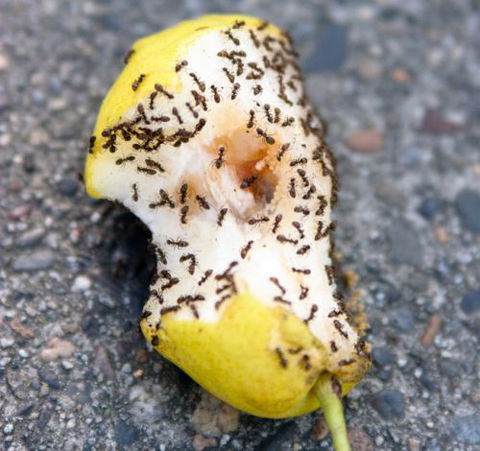Active Pest Management - Internet Find 10