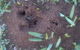 Active Pest Management - thumb 12