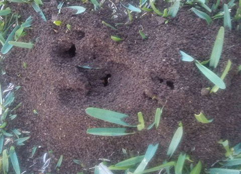 Active Pest Management - Internet Find 12