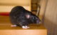 Active Pest Management - thumb 13