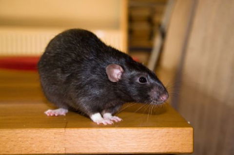 Active Pest Management - Internet Find 13