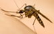 Active Pest Management - thumb 15