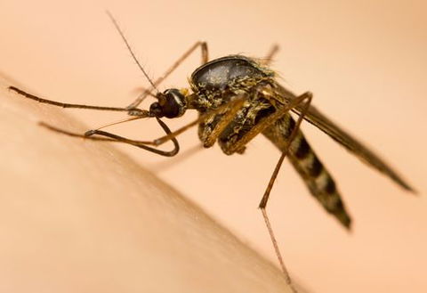 Active Pest Management - Internet Find 15