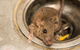 Active Pest Management - thumb 18