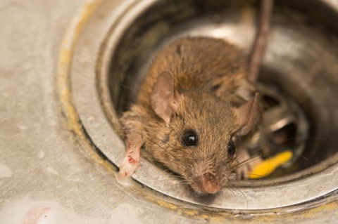Active Pest Management - Internet Find 18
