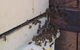 Propest Pest Management Services - thumb 0