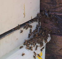 Propest Pest Management Services - Internet Find