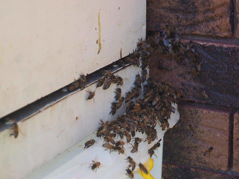 Propest Pest Management Services - Internet Find 0