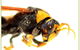 Propest Pest Management Services - thumb 2