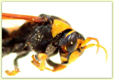 Propest Pest Management Services - Internet Find 2