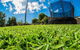 Hamilton Plains Turf - thumb 0