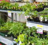 Plants Whitsunday - Internet Find