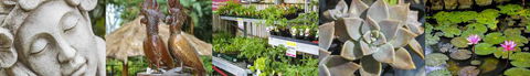 Plants Whitsunday - Internet Find 0