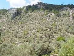 Total Vegetation Management - Internet Find 2