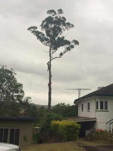 McCords Tree Services & Excavations - Internet Find 1