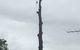 McCords Tree Services & Excavations - thumb 2