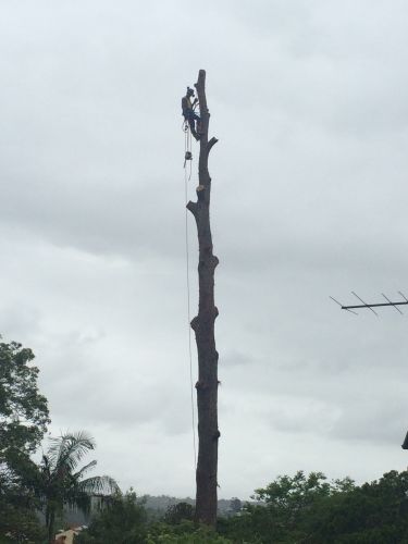McCords Tree Services & Excavations - Internet Find 2