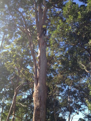 McCords Tree Services & Excavations - Internet Find 3