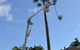 McCords Tree Services & Excavations - thumb 5