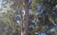 McCords Tree Services & Excavations - thumb 6