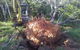 McCords Tree Services & Excavations - thumb 7