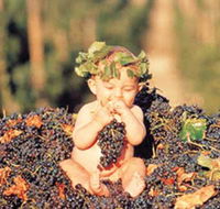 Shannonvale Tropical Fruit Winery - Internet Find
