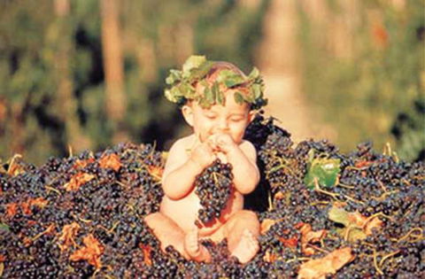 Shannonvale Tropical Fruit Winery - Internet Find 0